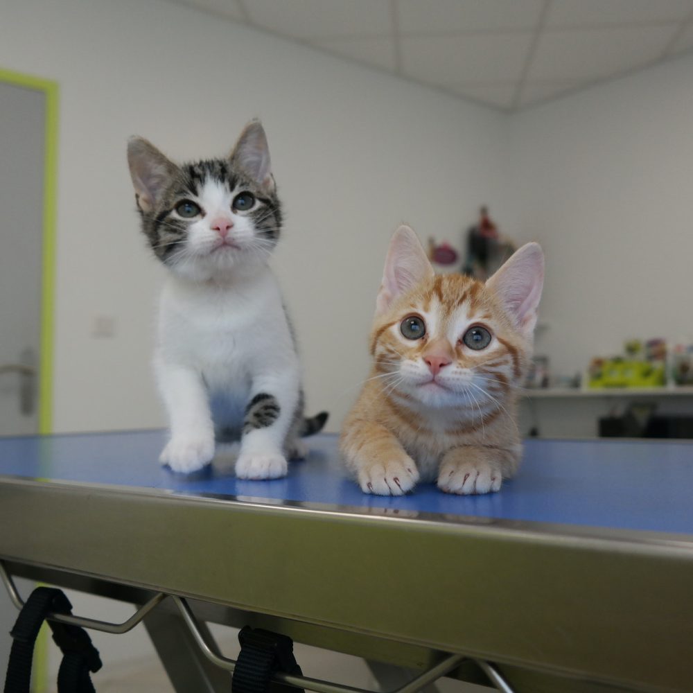 2-abandoned-kitten-at-the-veterinary-clinic.jpg 2-abandoned-kitten-at-the-veterinary-clinic.jpg